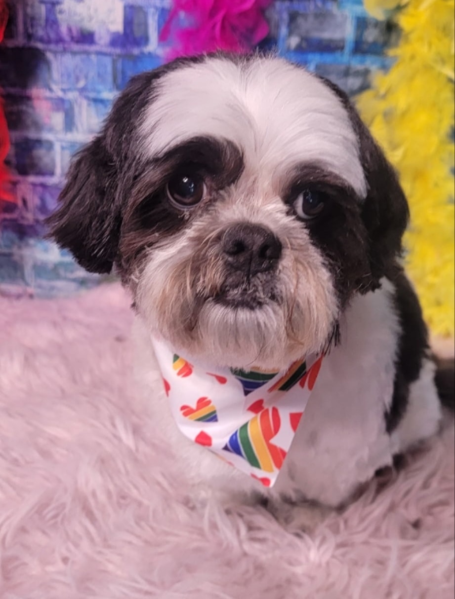 White fluffy dog portrait