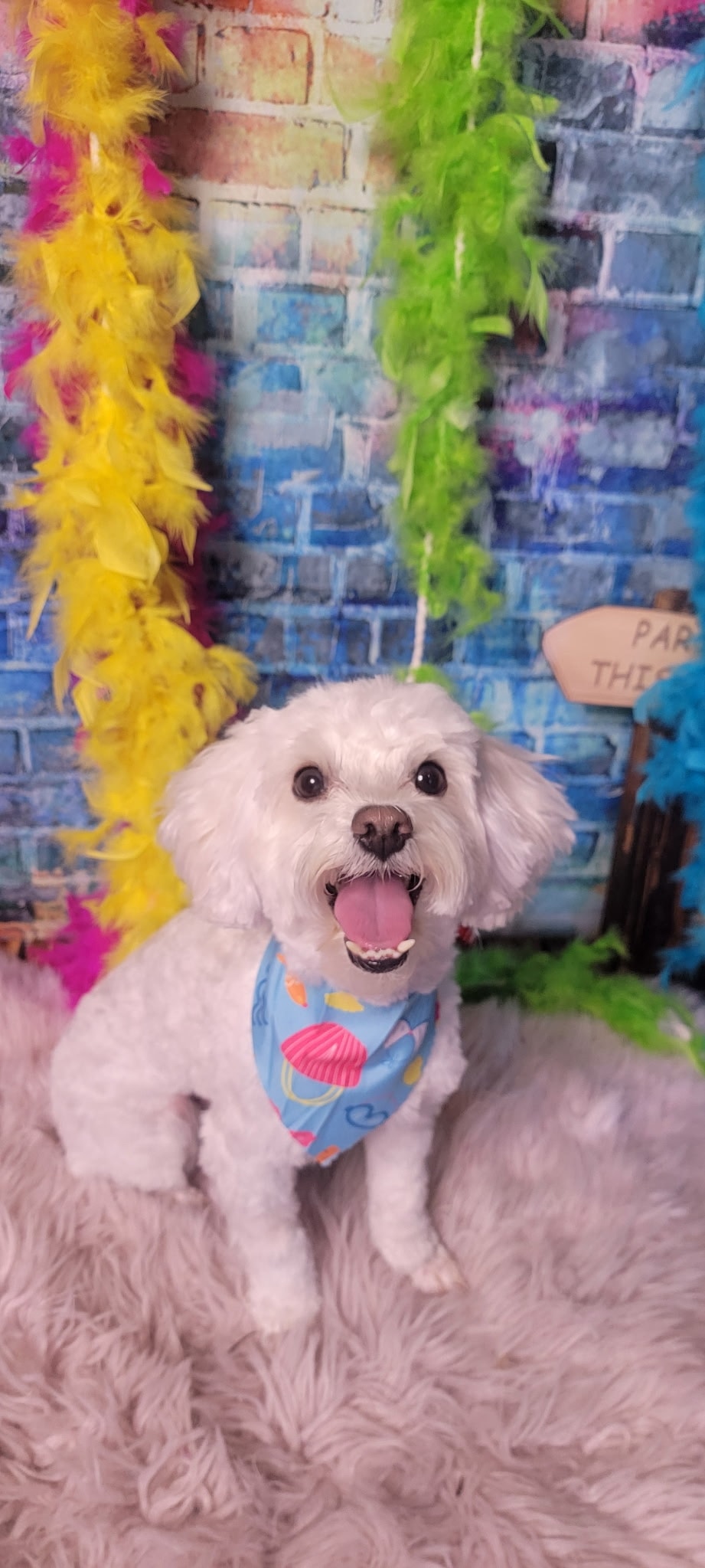 Dog grooming transformation