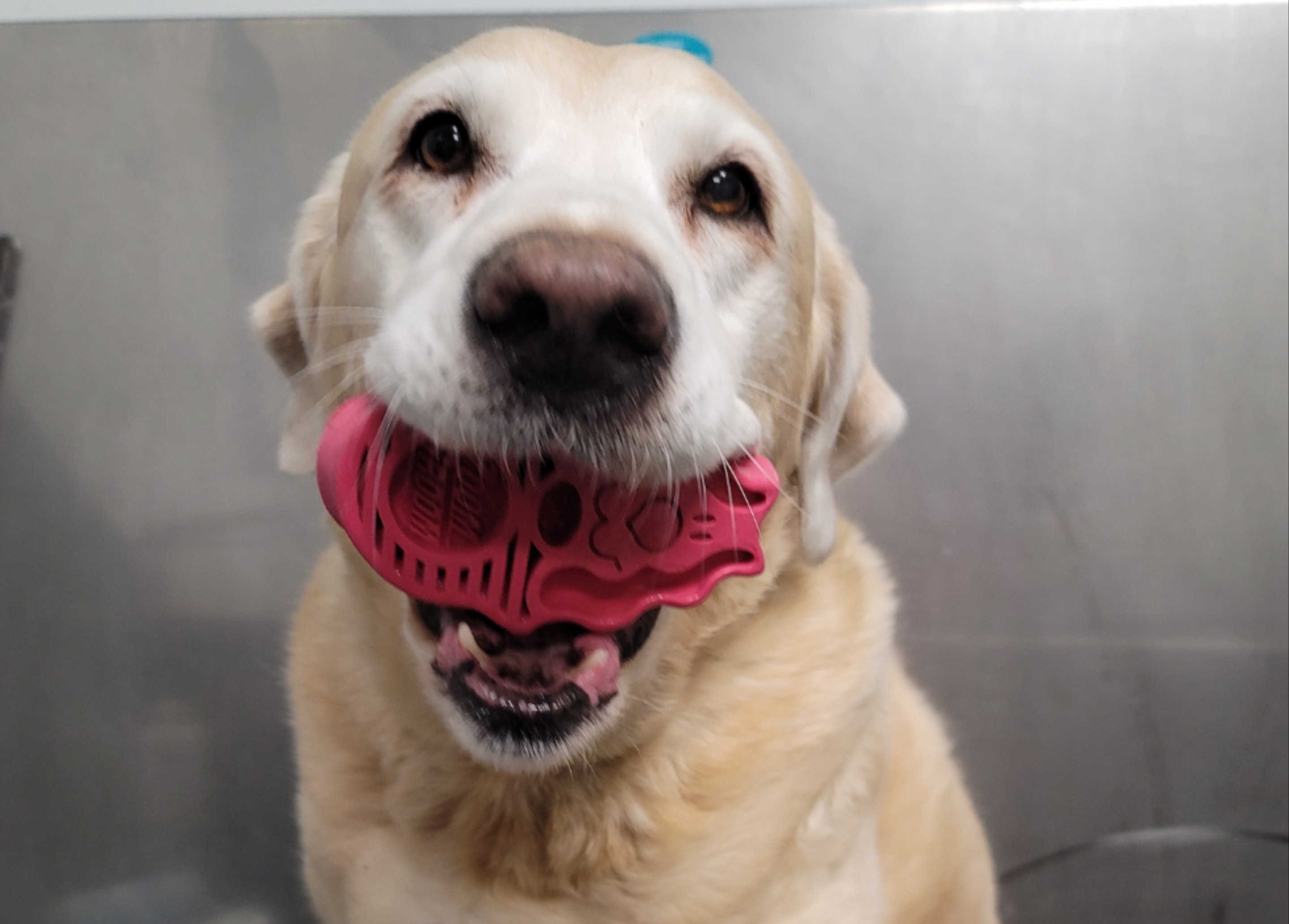 Bath & Brush