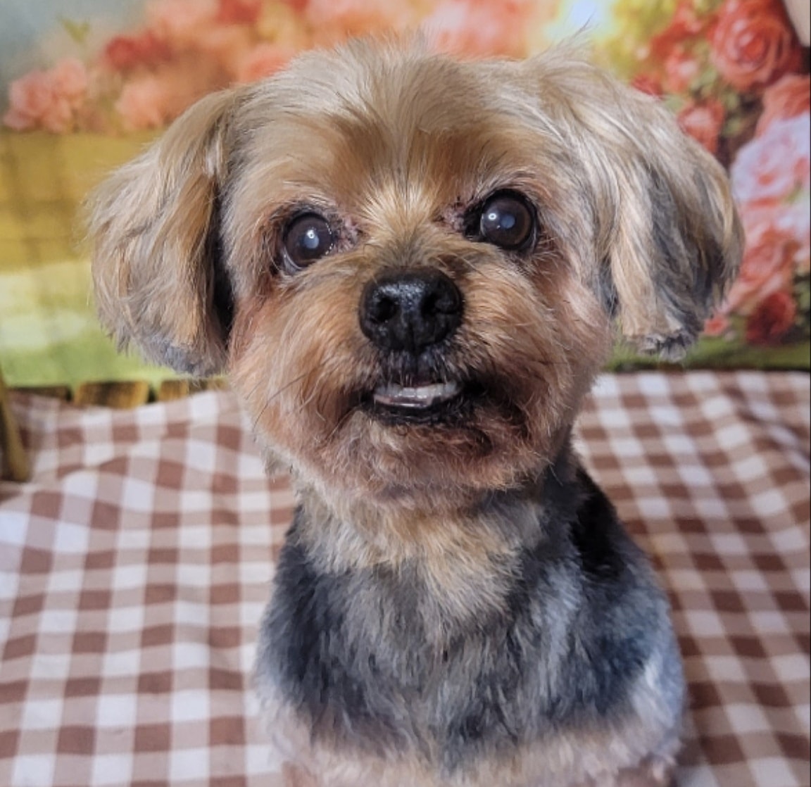 Full Groom