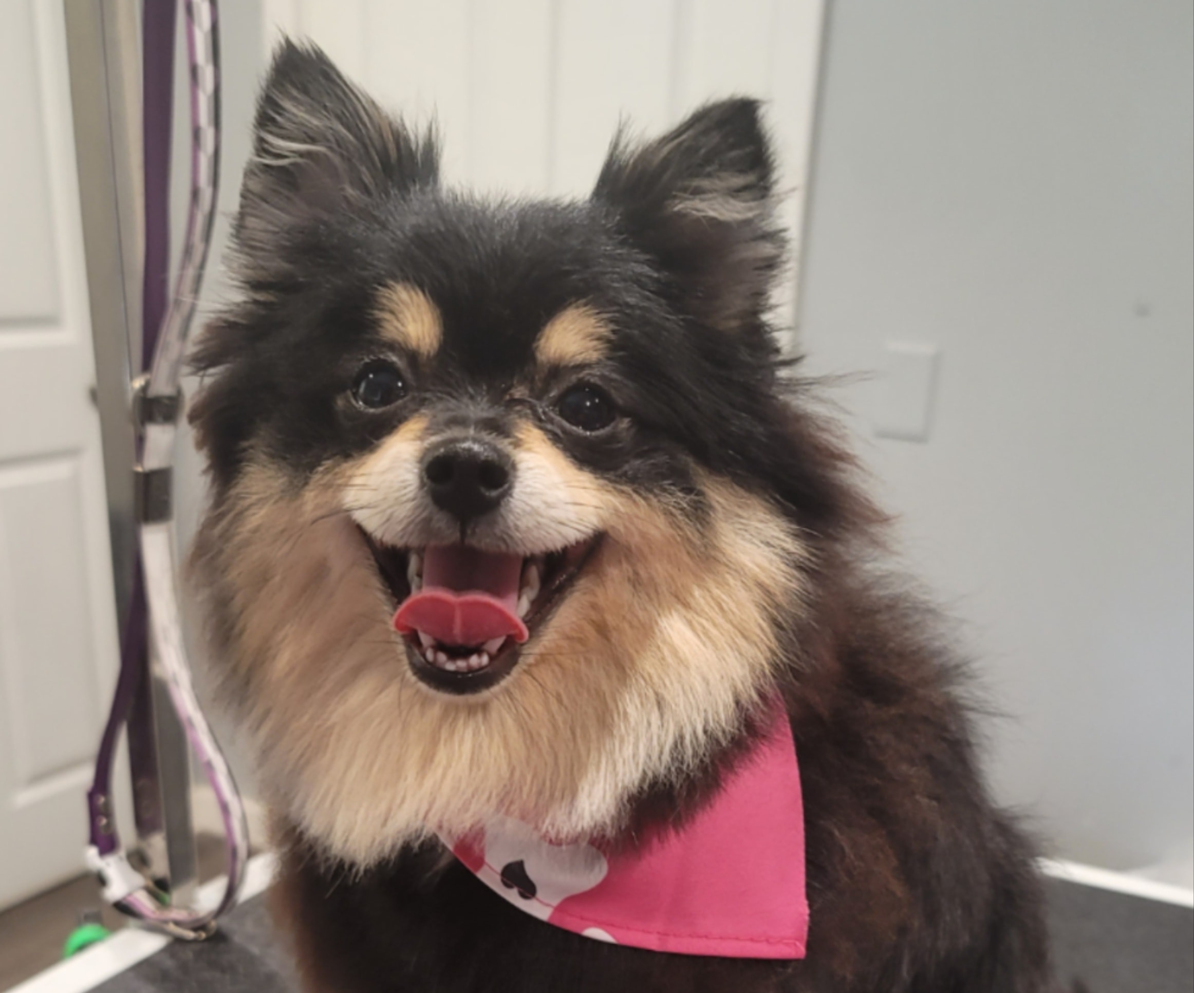 Puppy's First Groom