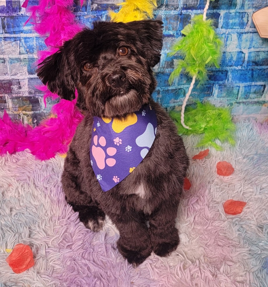 Cute small dog wearing festive bandana after grooming