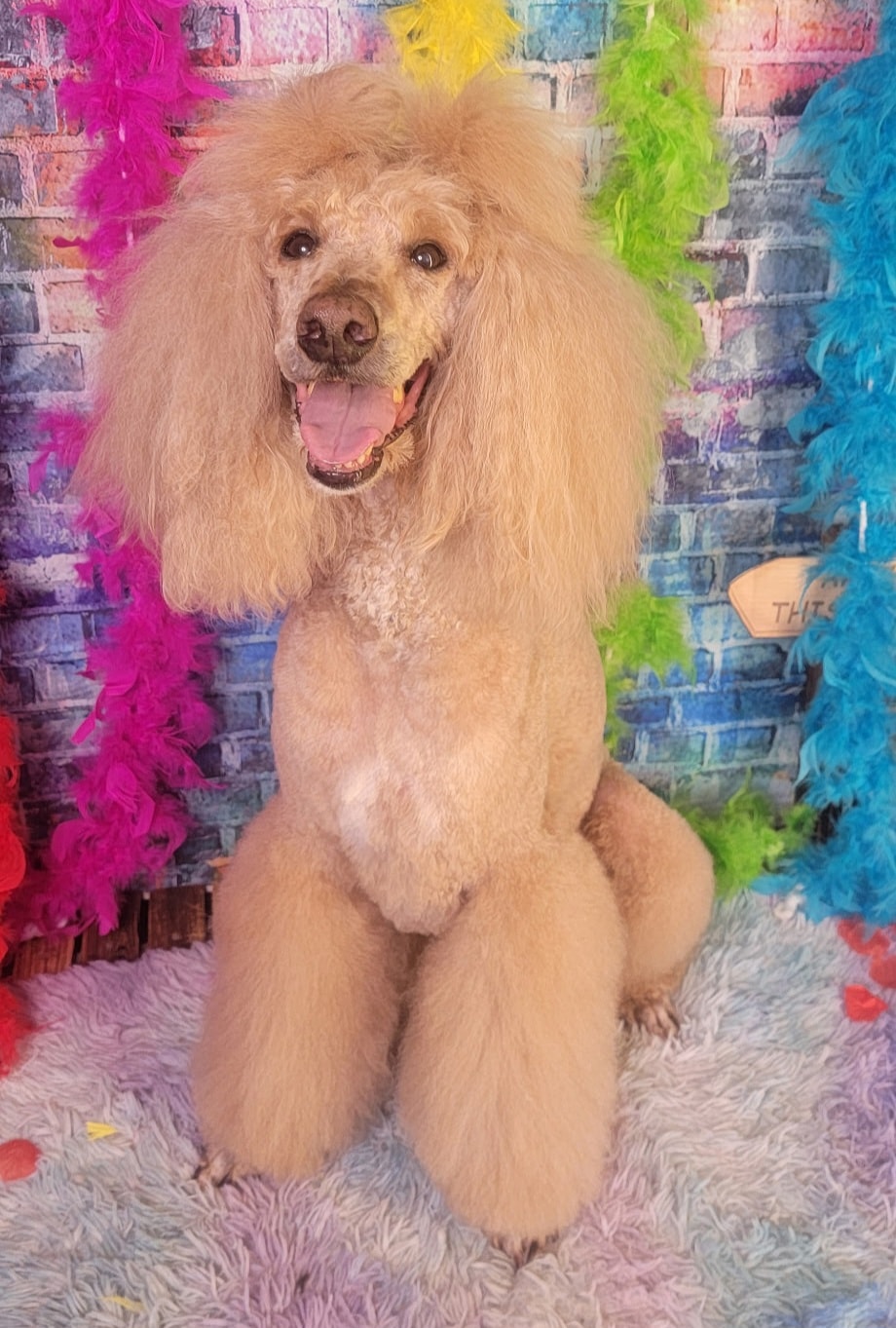 Standard Poodle freshly groomed with a bright smile at Pink Poodle Club