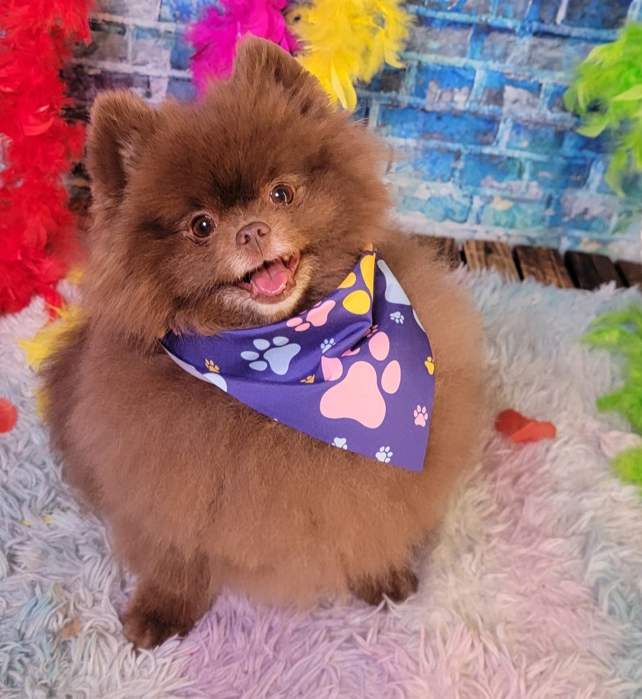Fluffy Pomeranian wearing paw print bandana after grooming at Pink Poodle Club