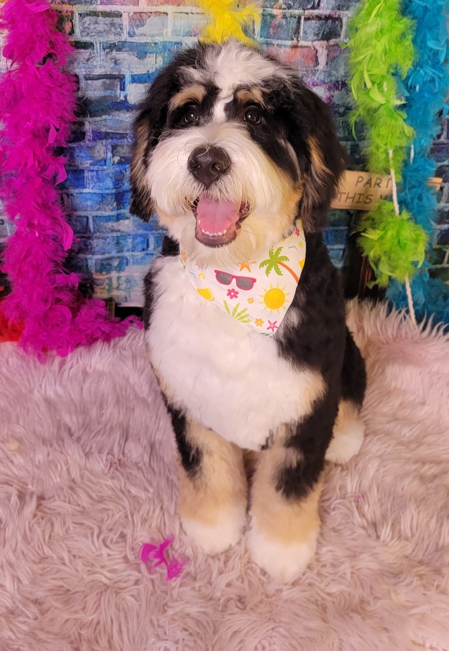 Bernedoodle after full groom at Pink Poodle Club